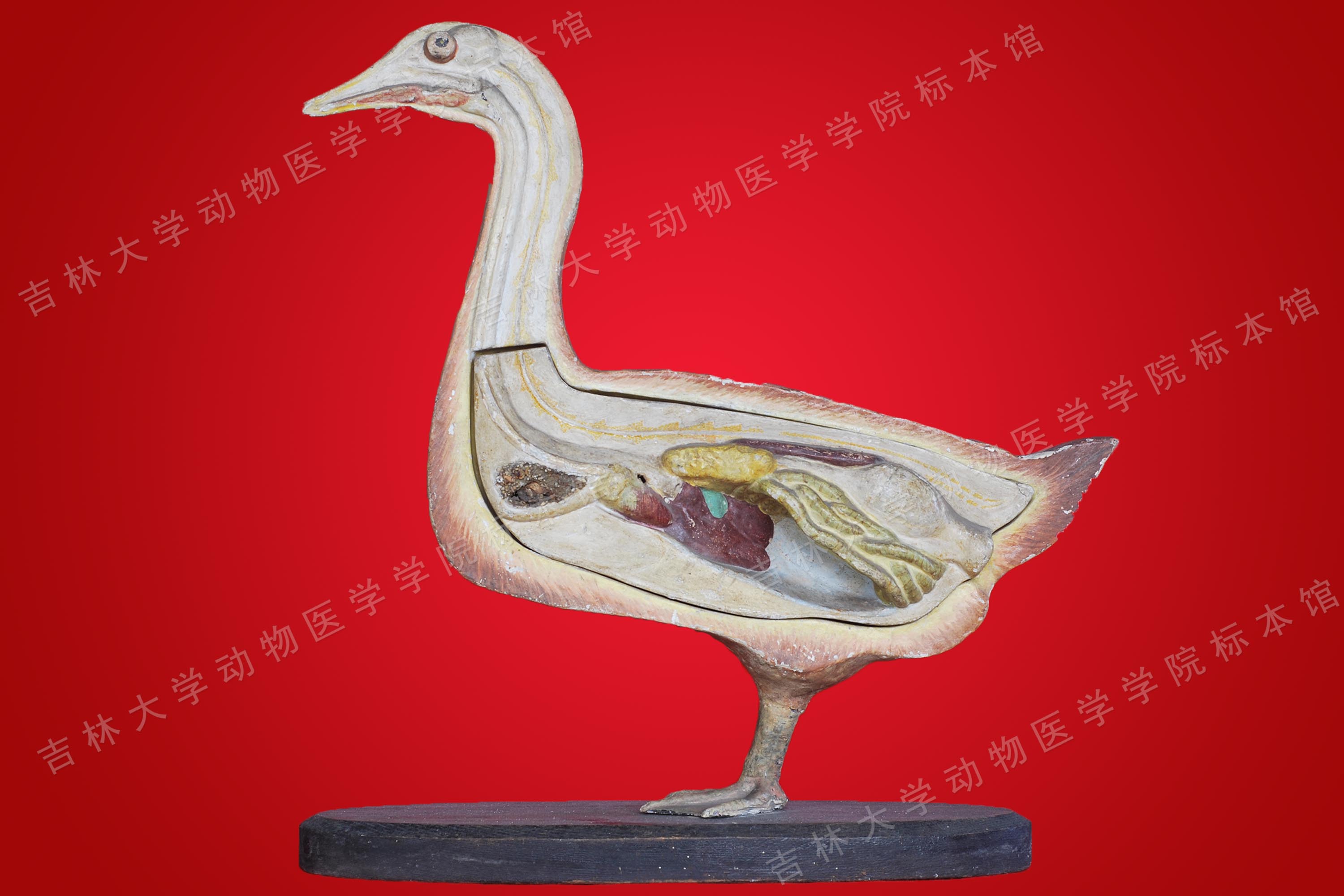 解剖标本（鸭消化系统）-解剖（骨骼）标本-河南卓普教学用品有限公司
